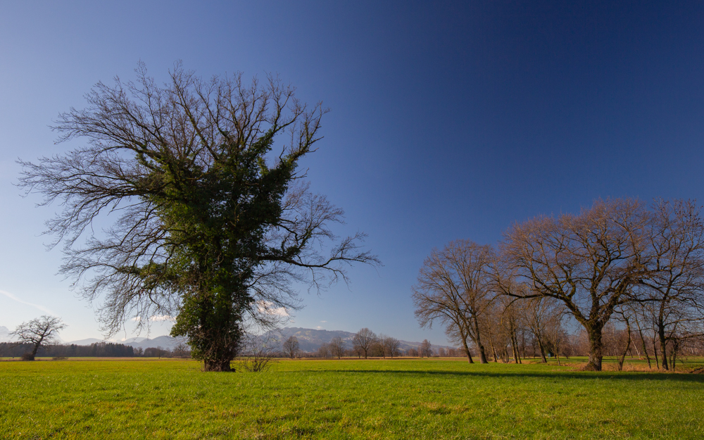 Lauteracherried im Jänner 25